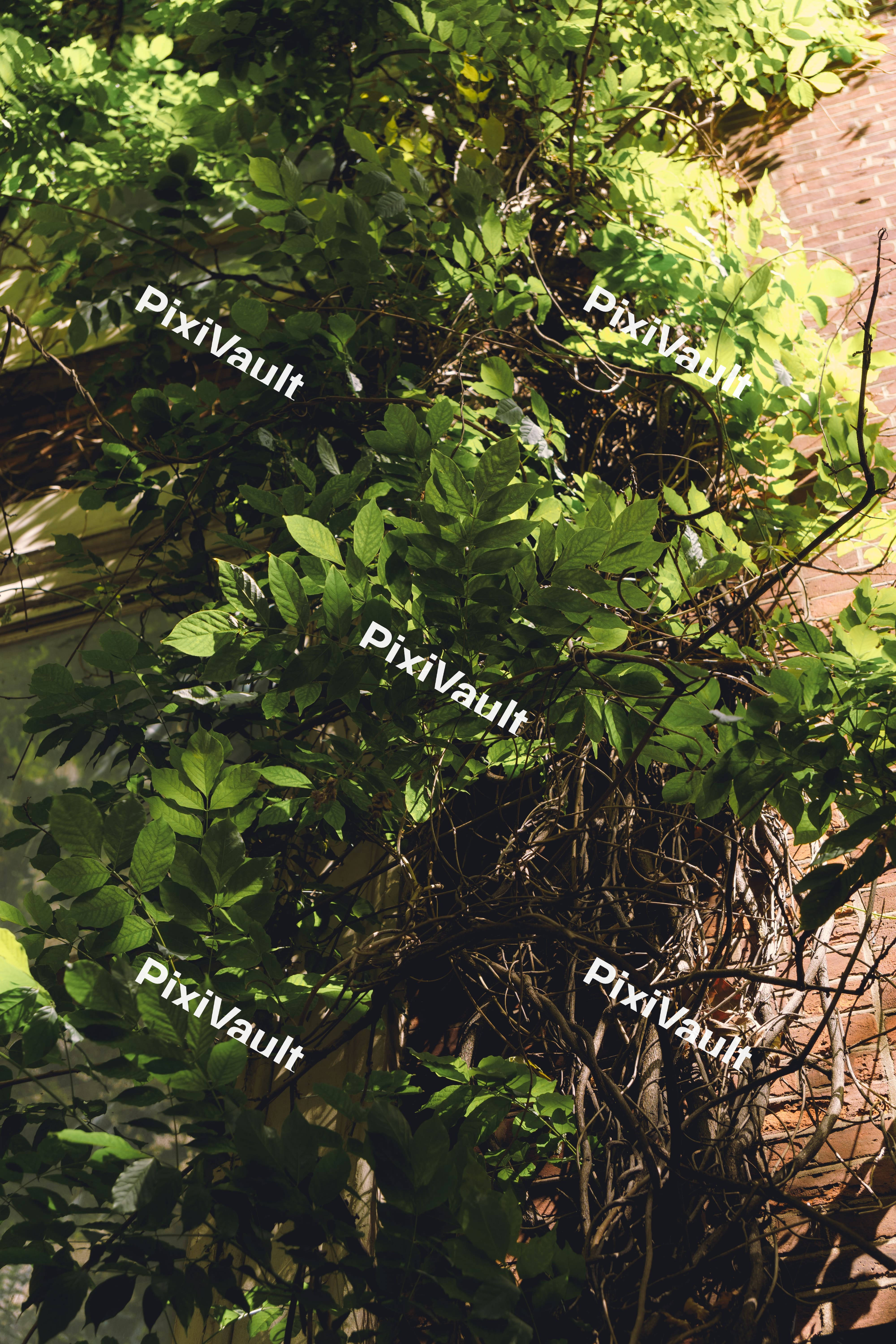 Foliage